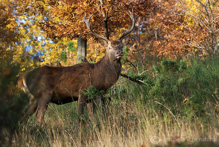 PASSIONE PER IL CERVO
